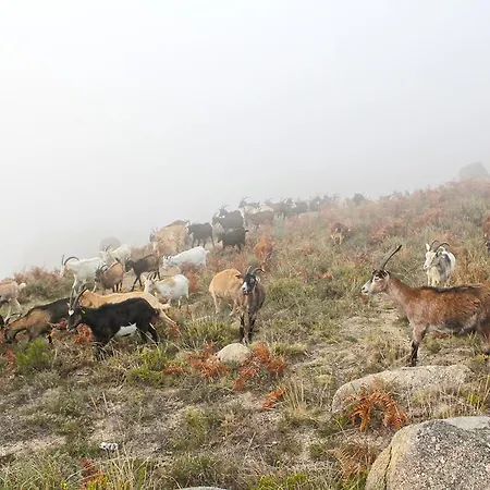 A Cobica Do Mundo 게스트하우스 Pincaes