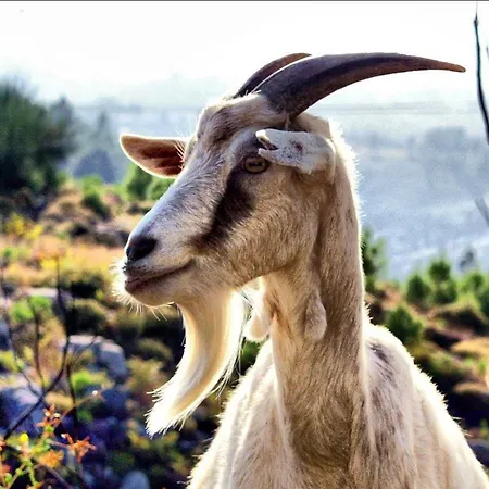 Guest house A Cobica Do Mundo