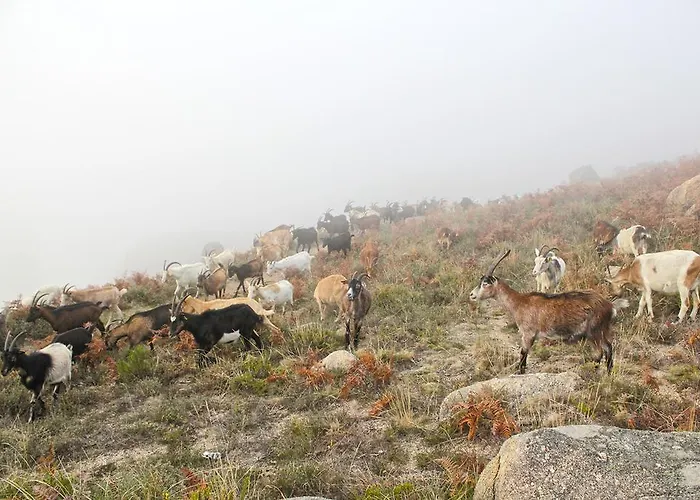 A Cobica Do Mundo Πανσιόν Pincaes