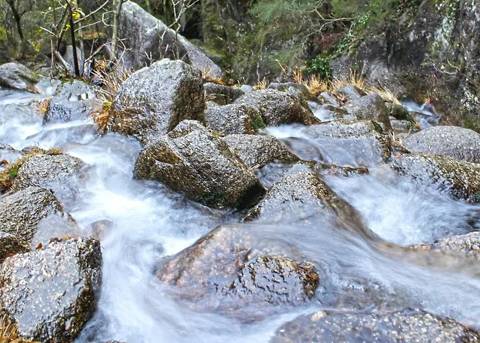A Cobica Do Mundo Pincaes
