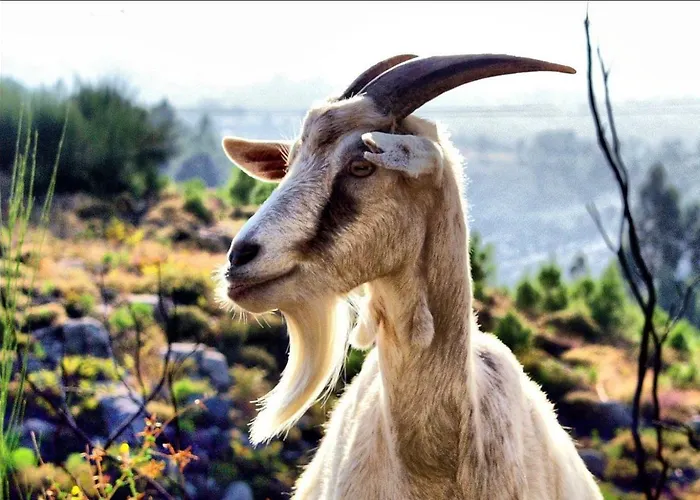 Πανσιόν A Cobica Do Mundo